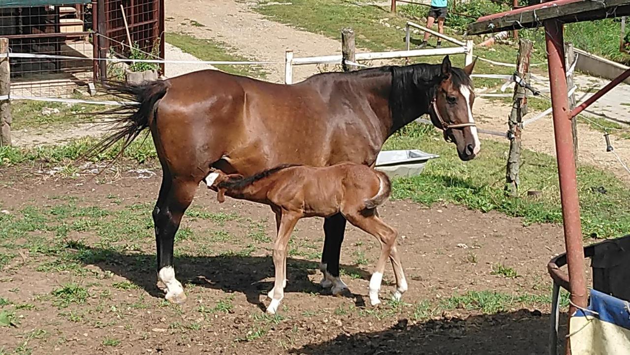 Appartamento Zrebcin Mlyncok Slovenska Lupca Esterno foto