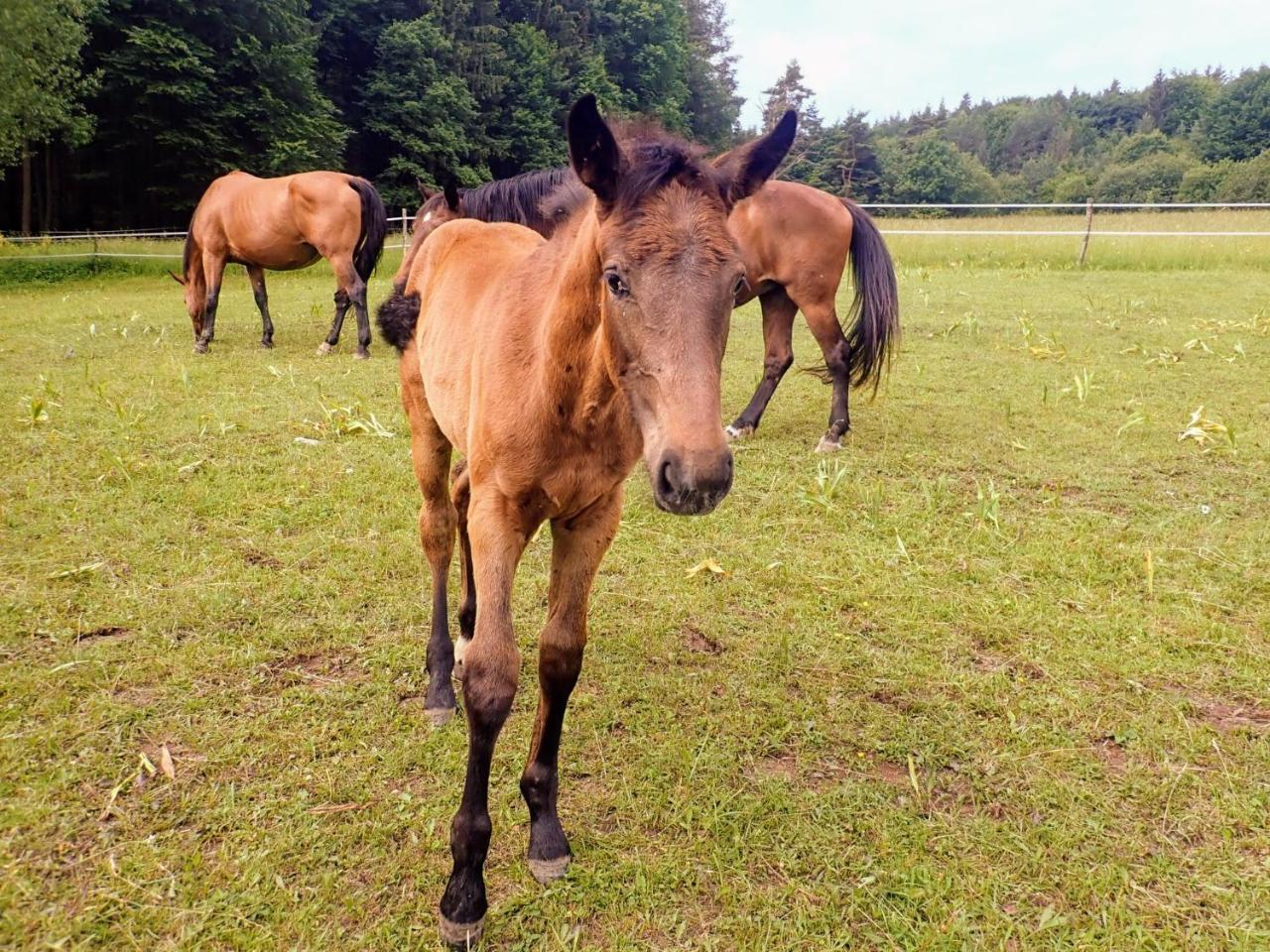 Appartamento Zrebcin Mlyncok Slovenska Lupca Esterno foto